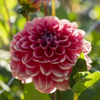 Dahlia Dekorativ Salmon Society 1st
