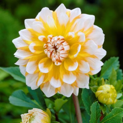 Dahlia Dekorativ Seattle 1st