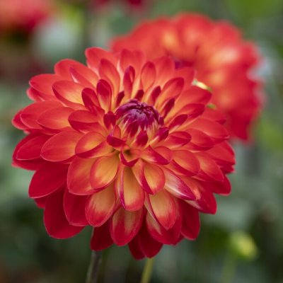 Dahlia Dekorativ Simone 1st