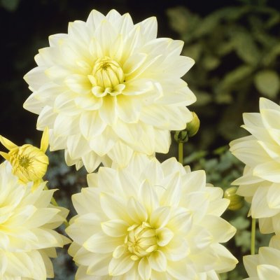Dahlia Dekorativ Snowbound 1st
