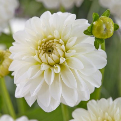 Dahlia Dekorativ Snowcap 1st