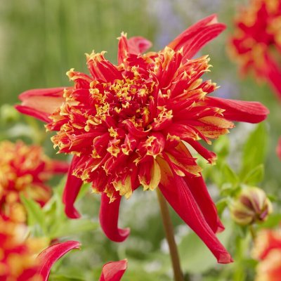 Dahlia Octopus Sparkle 1st