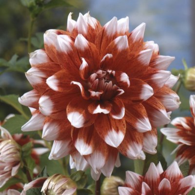 Dahlia Dekorativ Striped Duet 1st