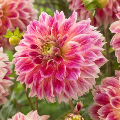 Dahlia Dekorativ Temple of Beauty 1st