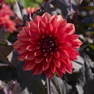 Dahlia Dekorativ Tiramisu 1st