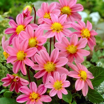 Dahlia Enkel Topmix Pink 1st