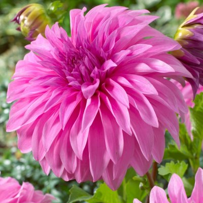 Dahlia Dekorativ Vassio Meggos ™ 1st