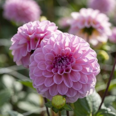 Dahlia Boll Veerle 1st