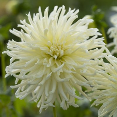 Dahlia Kaktus White Star 1st