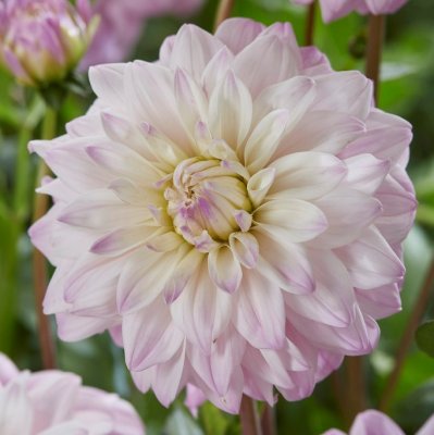 Dahlia Dekorativ Who Me 1st