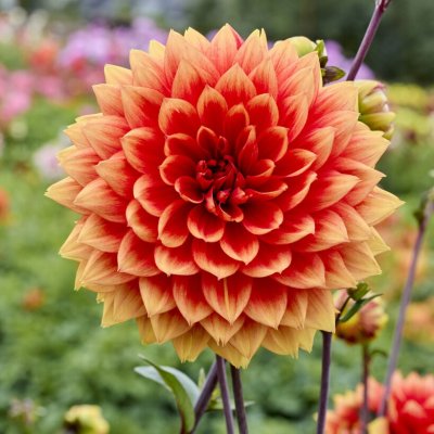 Dahlia x pinnata Willeke Alberti