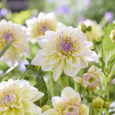 Dahlia x pinnata Aquarella