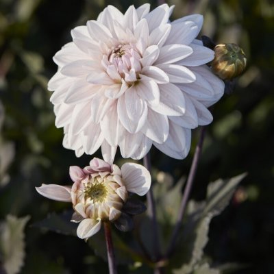 Dahlia x pinnata Candlelight Ivory Flame