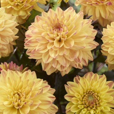 Dahlia x pinnata Candlelight Radiant Ember