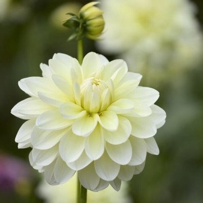 Dahlia x pinnata Creme Corner