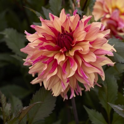 Dahlia x pinnata Decora