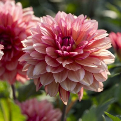 Dahlia x pinnata Dolce Vera