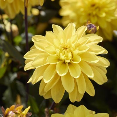 Dahlia x pinnata Glossy Bravia