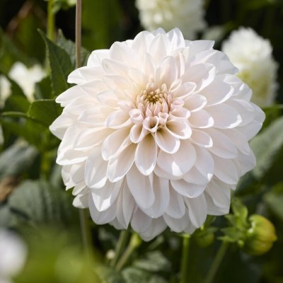 Dahlia x pinnata Glossy Carlita