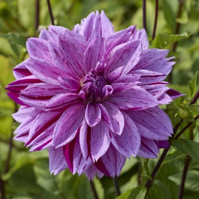 Dahlia x pinnata Nikola Tesla
