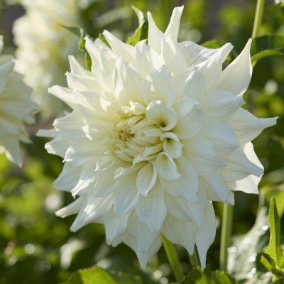 Dahlia x pinnata Titan Albino