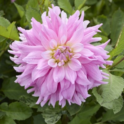 Dahlia x pinnata Titan Dulcina