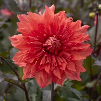 Dahlia x pinnata Titan Fireman