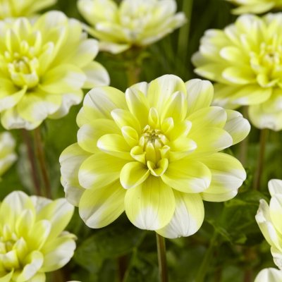 Dahlia Näckros Yellow Perception 1st