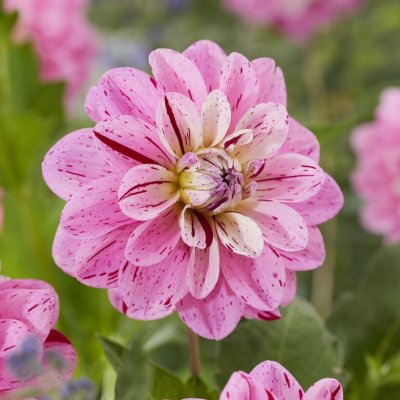 Dahlia Dekorativ Ysabelle 1st