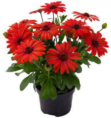 Stjärnöga Dalina ® Compact Orange Brique, stickling 3-pack