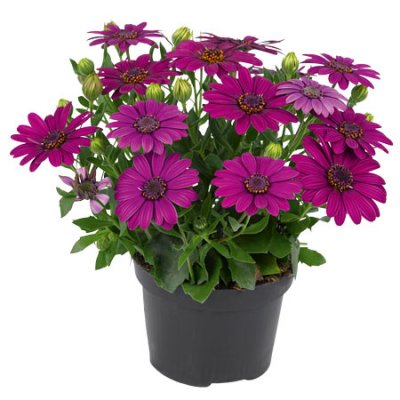 Stjärnöga Dalina ® Compact Purple, stickling 3-pack