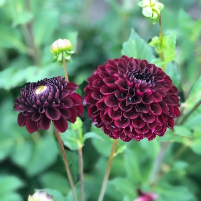 Dahlia Boll Dancer in the Dark 1st