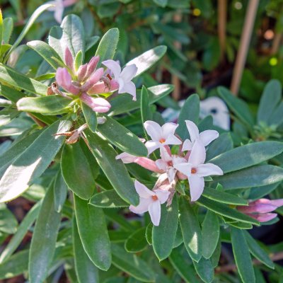 Daphne x transatlantica Pink Fragrance ® (Blapink), Tibast
