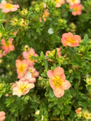 Dasiphora fruticosa Bella Apple ®, Ölandstok,