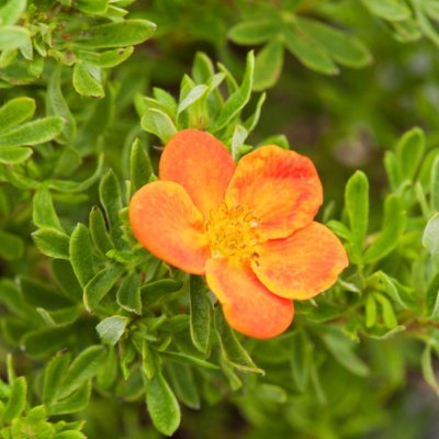 Dasiphora fruticosa Bella Sol ®, Ölandstok, C3