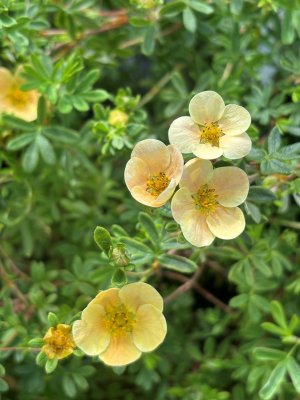 Dasiphora fruticosa Daydawn, Ölandstok