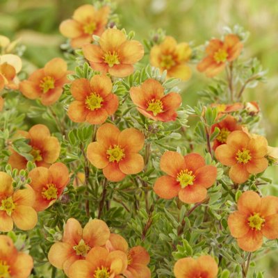 Dasiphora fruticosa Hopleys Orange, Ölandstok
