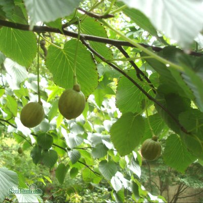 Davidia invoucrata, Näsduksträd, Duvträd, utr 175-200 C7,5