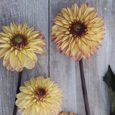 Dahlia Boll Dear Alexander 1st