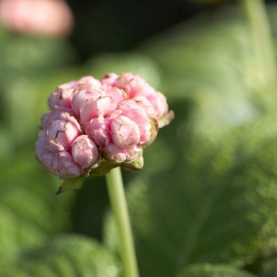 Deinanthe bifida Pink-kii, Vit Lundsköna, P11cm