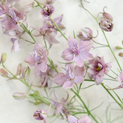 Riddarsporre, Romersk- Misty Lavender