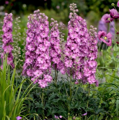 Delphinium elatum Delgenius ™ Chantay ®, Trädgårdsriddarsporre, C3