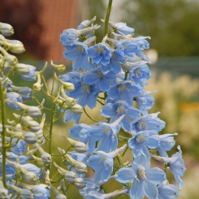 Delphinium Belladonna Cliveden Beauty, Praktriddarsporre, P9cm