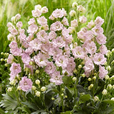 Delphinium elatum Cinderella ®, Trädgårdsriddarsporre, P11cm