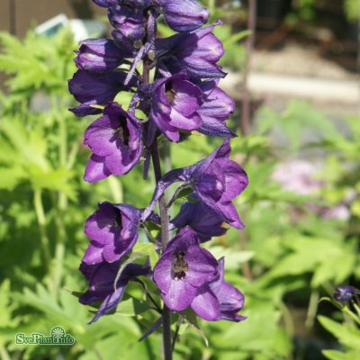 Delphinium elatum Pacific Black Knight, Praktriddarsporre, SQ1