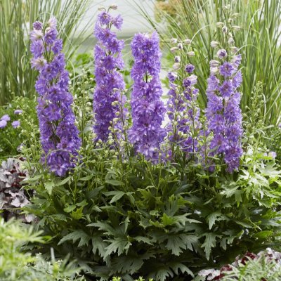 Delphinium elatum Delgenius ™ Breezin ®, Trädgårdsriddarsporre