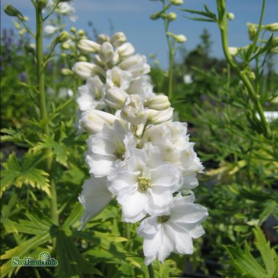 Delphinium elatum Pacific Galahad, Praktriddarsporre, SQ1