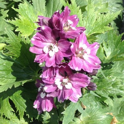 Delphinium elatum Magic Fountains Deep Rose White Bee, Trädgårdsriddarsporre, C11,5cm