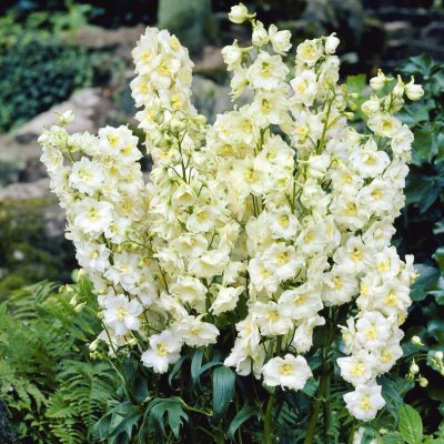 Delphinium elatum Sungleam