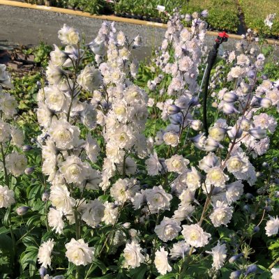 Delphinium elatum Highlander Samba ®, Trädgårdsriddarsporre